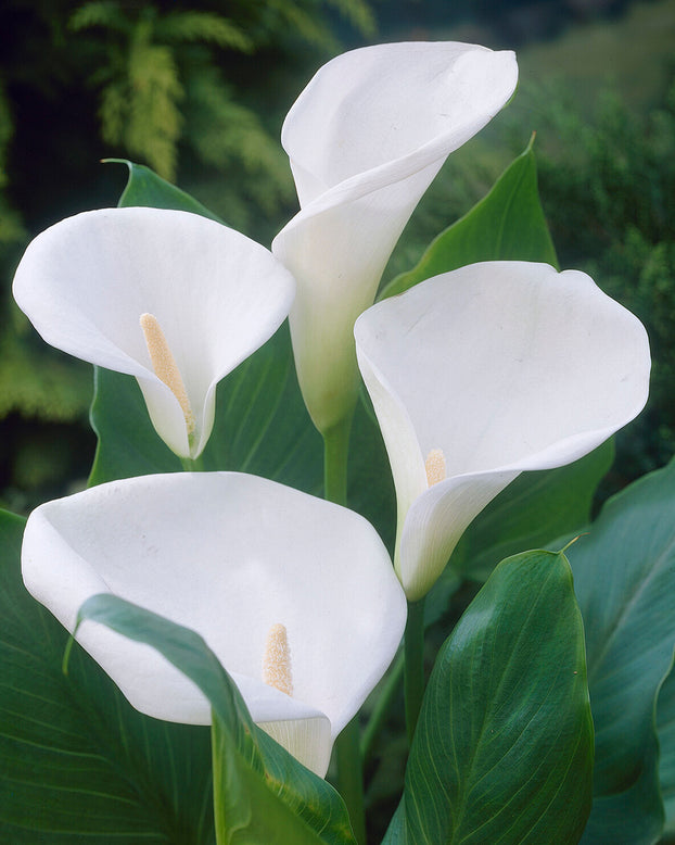 Calla aethiopica