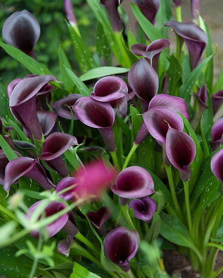 Calla 'Akela'