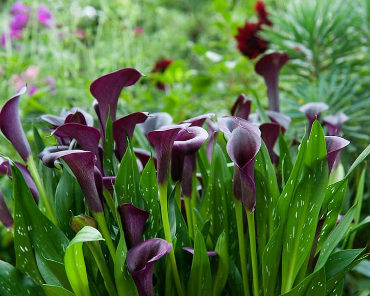 Calla 'Akela'