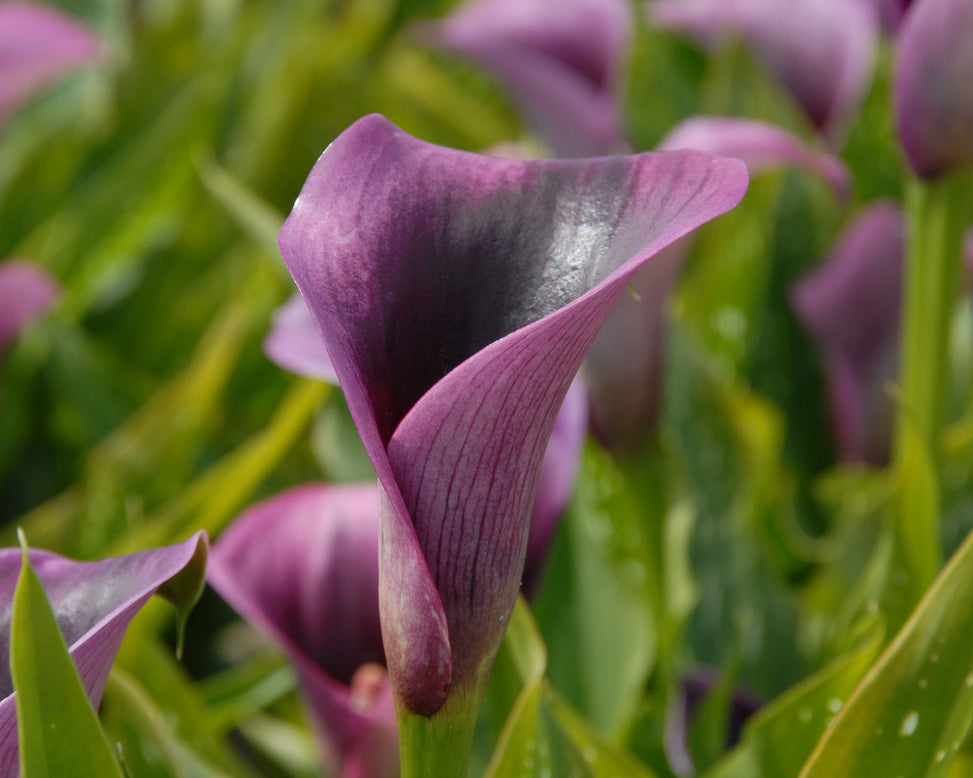 Calla 'Akela'