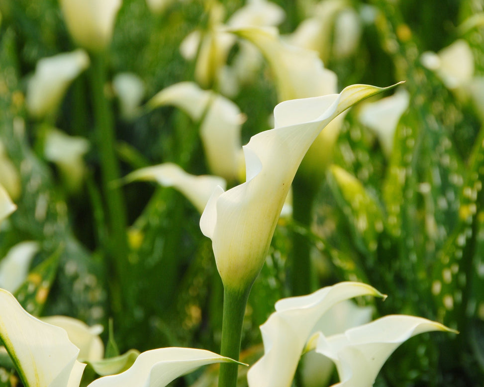Calla albomaculata