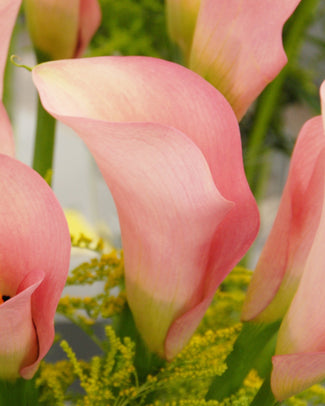 Calla 'Auckland'