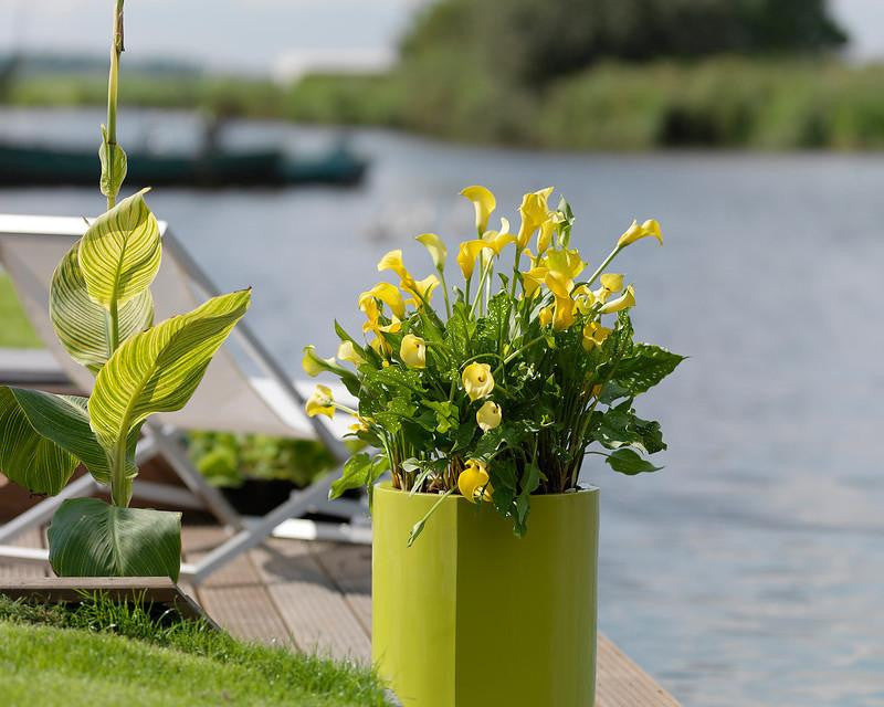 Calla 'Best Gold'