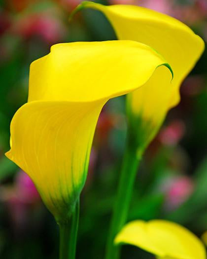 Calla 'Best Gold'