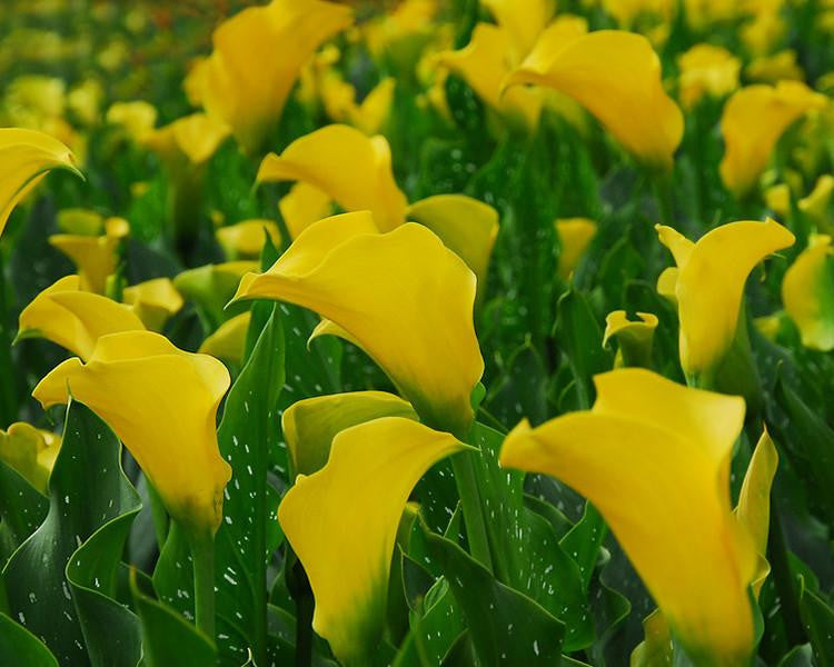 Calla 'Best Gold'