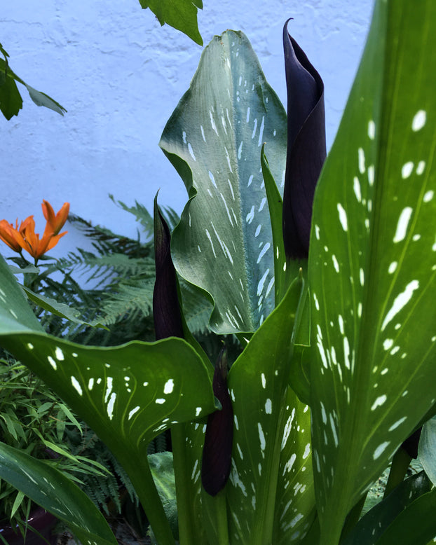 Calla 'Cantor'