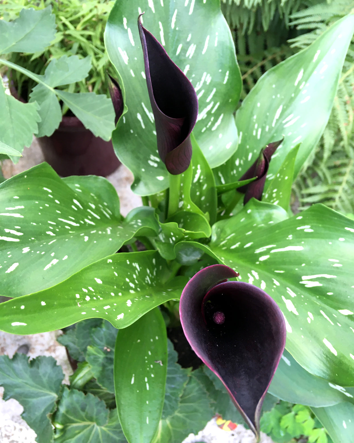 Calla 'Cantor' bulbs | Buy black Callas (Zantedeschia) online at Farmer ...