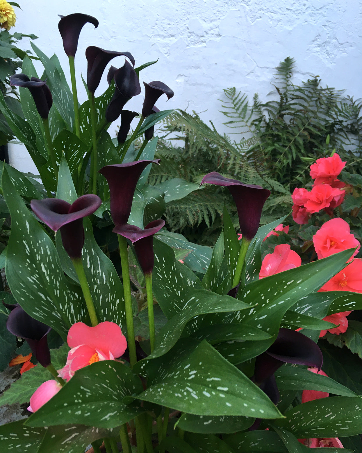 Calla 'Cantor' bulbs | Buy black Callas (Zantedeschia) online at Farmer ...