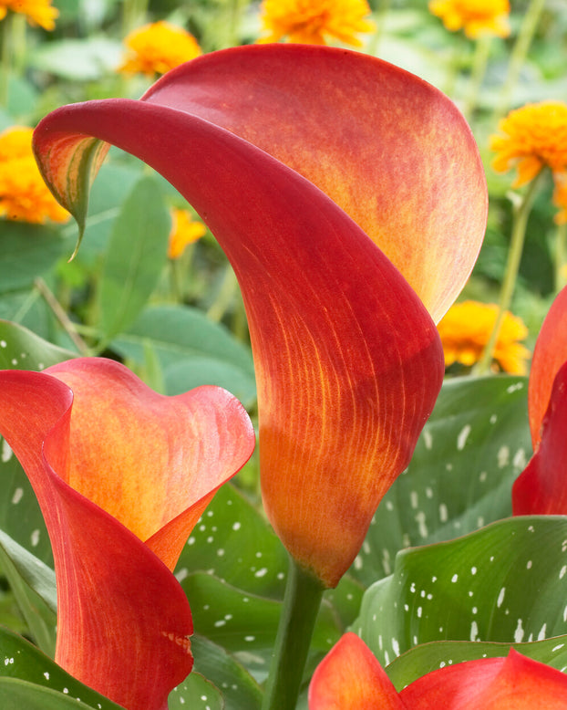 Calla 'Captain Safari'