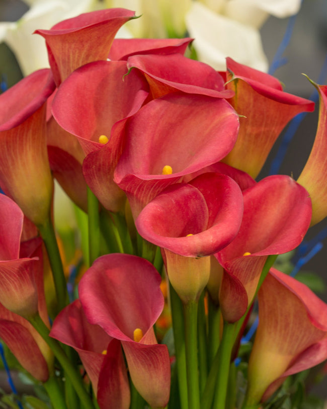 Calla 'Cantor' bulbs — Buy black Callas (Zantedeschia) online at Farmer ...