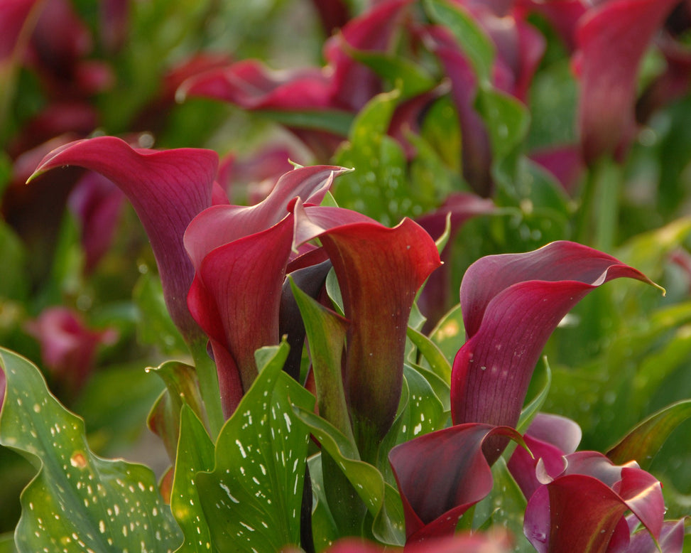 Calla 'Captain Prado'