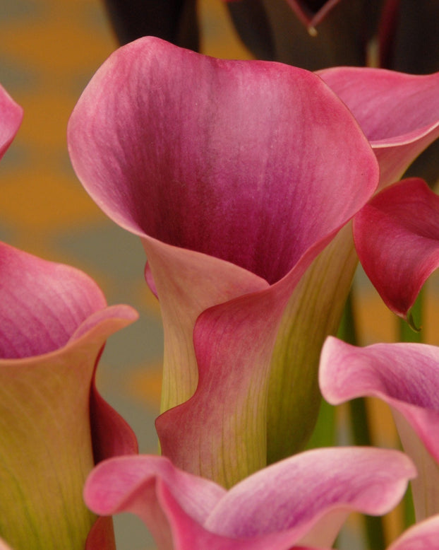 Calla 'Captain Promise'
