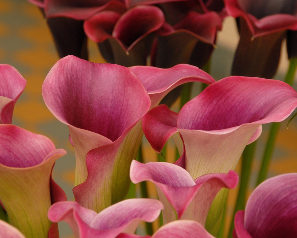 Calla 'Captain Promise'