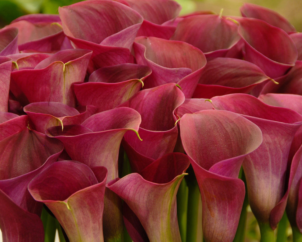 Calla 'Captain Promise'