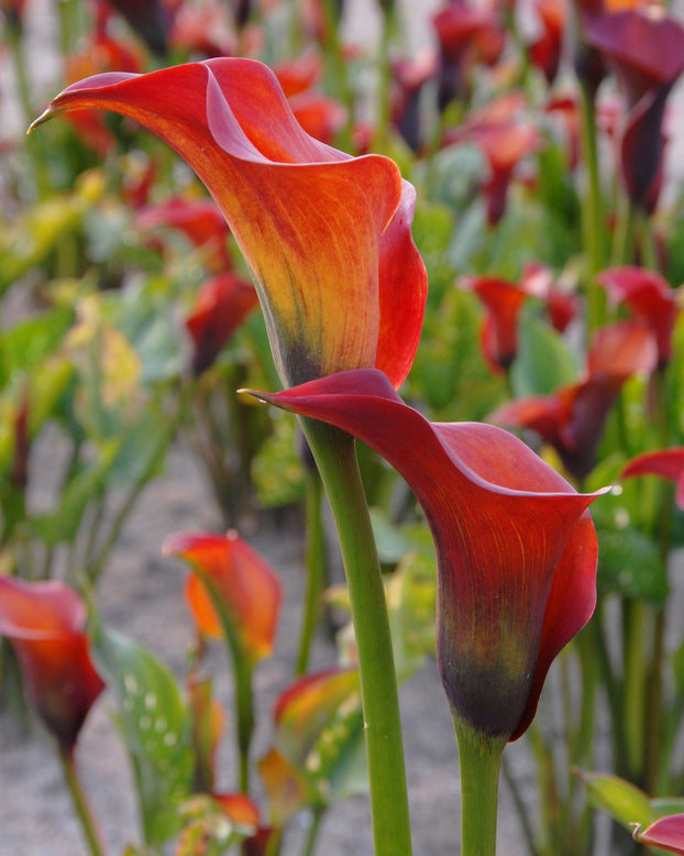 Calla 'Captain Safari'