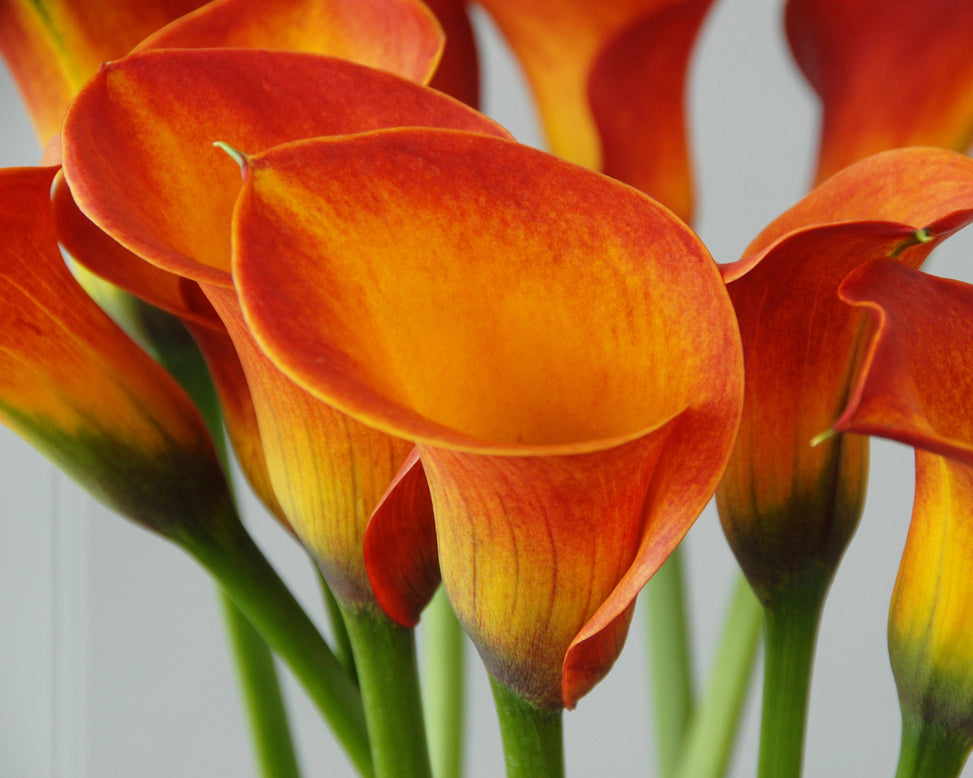 Calla 'Captain Safari'