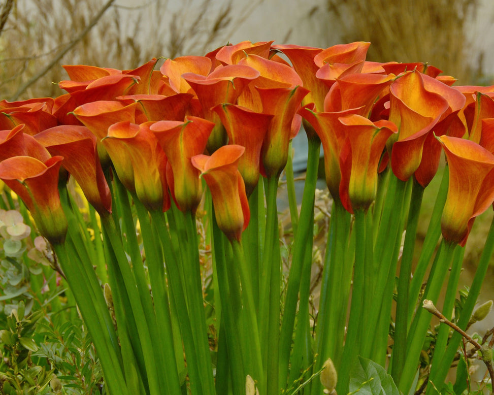 Calla 'Captain Safari'
