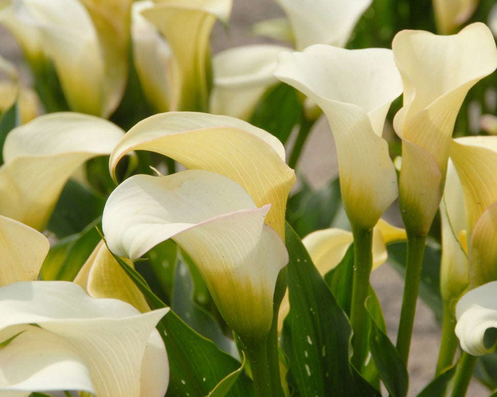 Calla 'Captain Ventura'