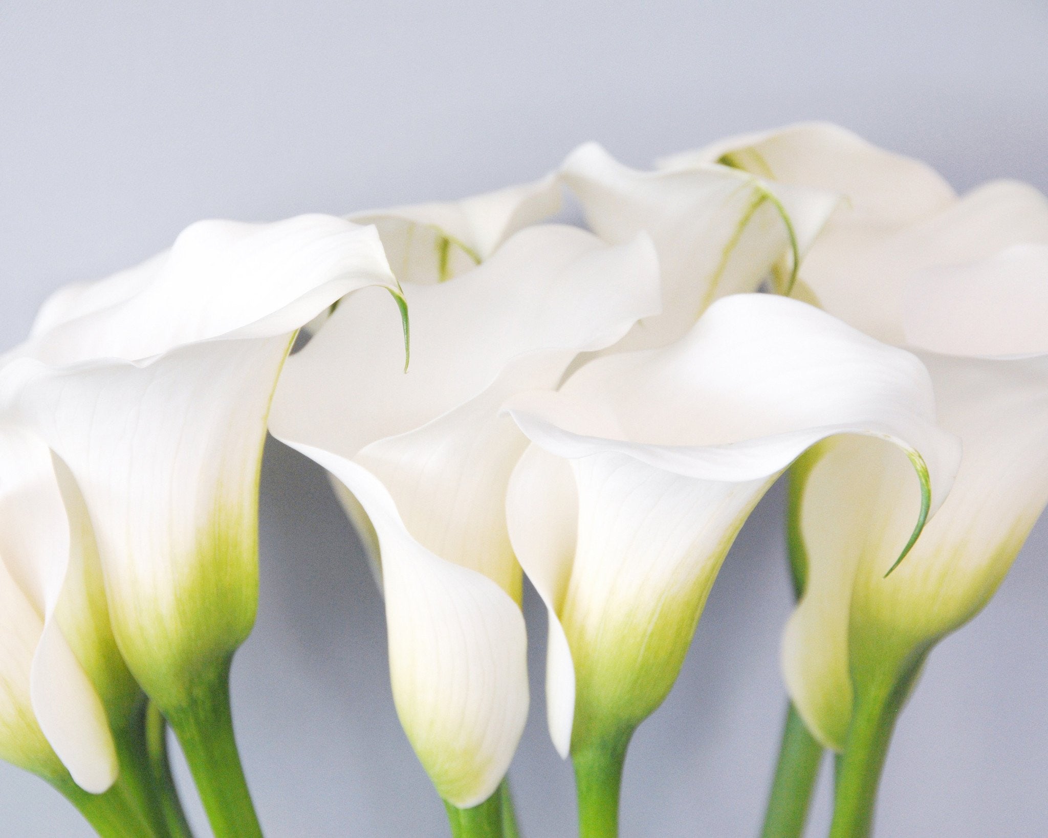 Calla Ultima Calla 'Captain Ventura' bulbs — Buy online at Farmer Gracy UK