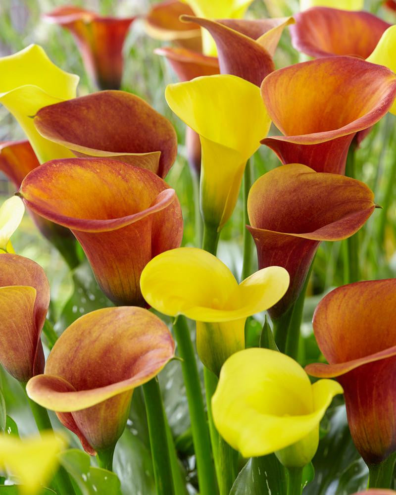 Calla collection 'Lion' — Buy online at Farmer Gracy UK