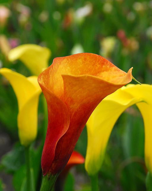 Calla 'Mango'