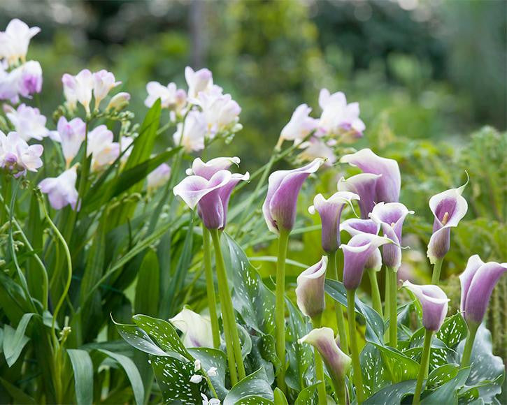Calla 'Picasso'