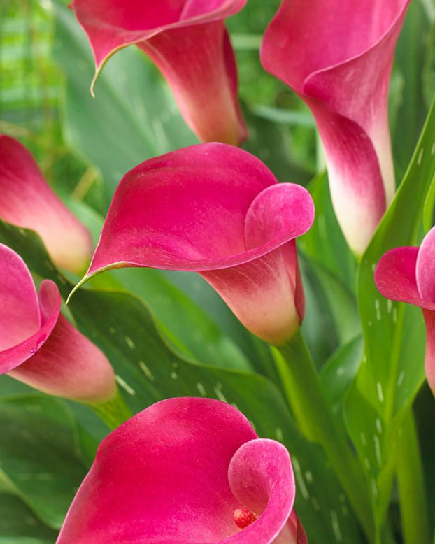 Calla 'Pink Jewel'
