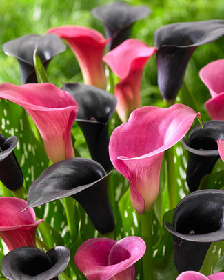 Calla collection 'Pink Panther'