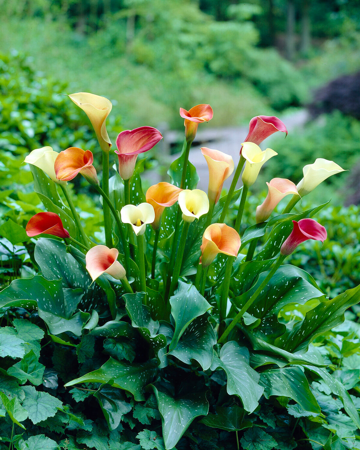 Calla Maple Calla 'Rainbow Collection' | Buy mixed Callas (Zantedeschia) online at ...