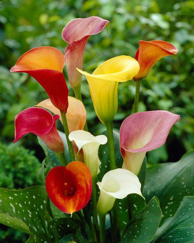 Calla 'Rainbow Collection' — Buy mixed Callas (Zantedeschia) online at ...
