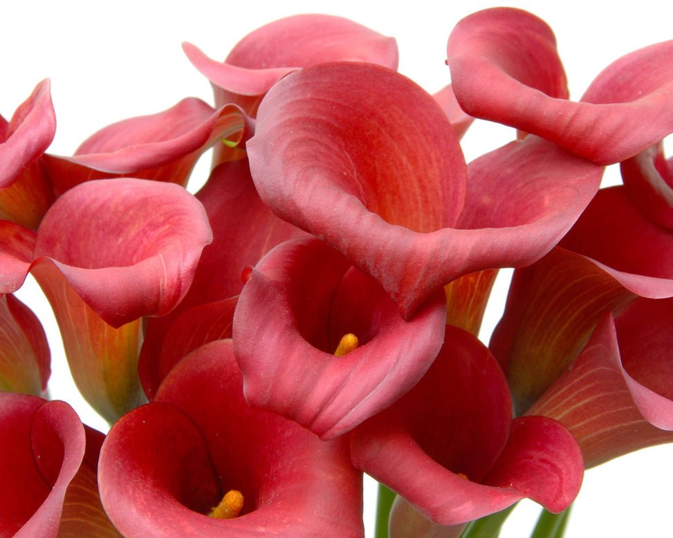 Calla 'Red Sox'