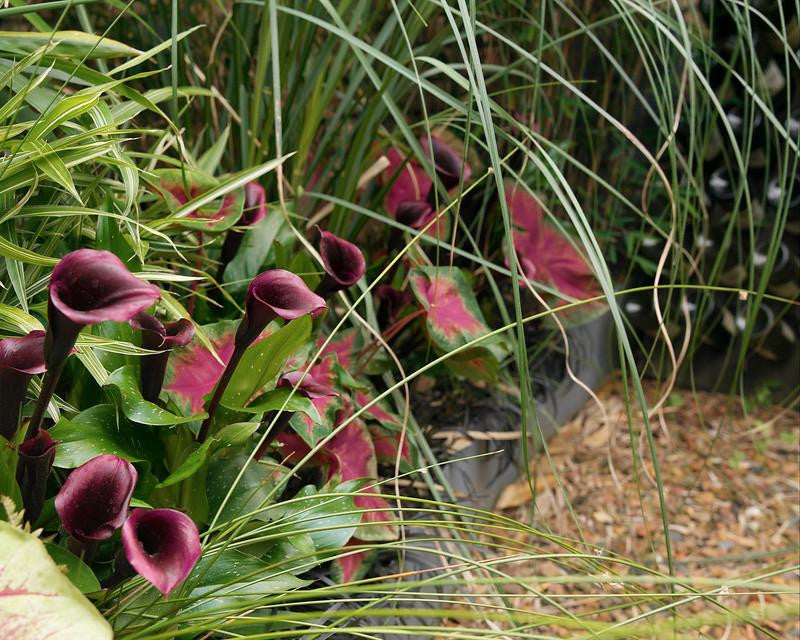 Calla 'Schwarzwalder'