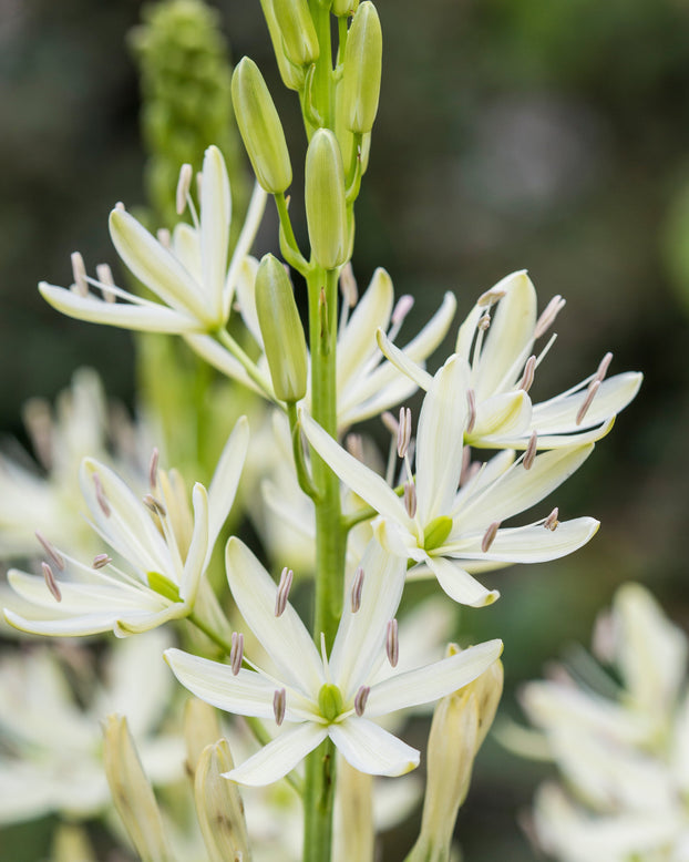 Camassia 'Alba'