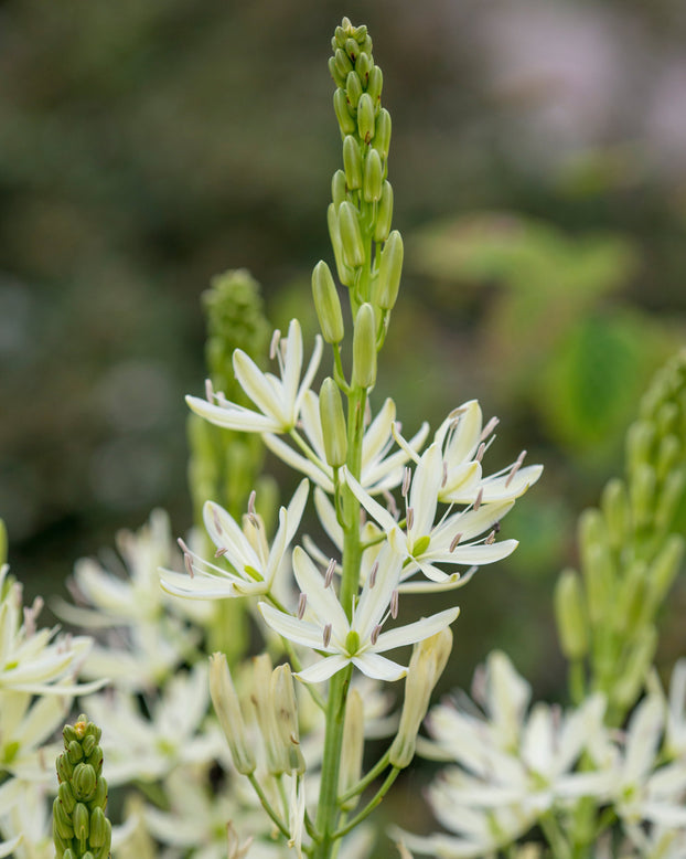 Camassia 'Alba'