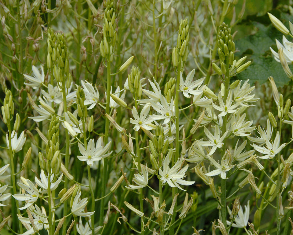 Camassia 'Alba'