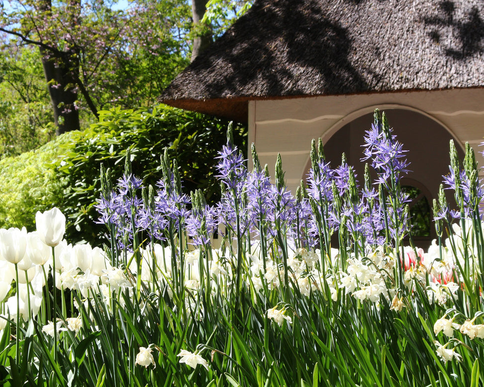 Camassia leichtlinii 'Blue Donau'