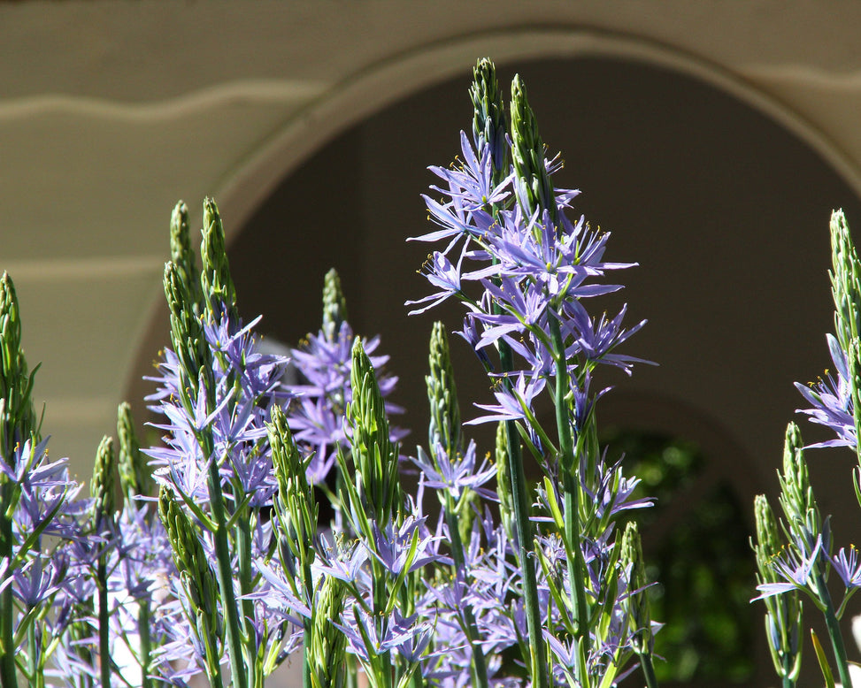 Camassia leichtlinii 'Blue Donau'