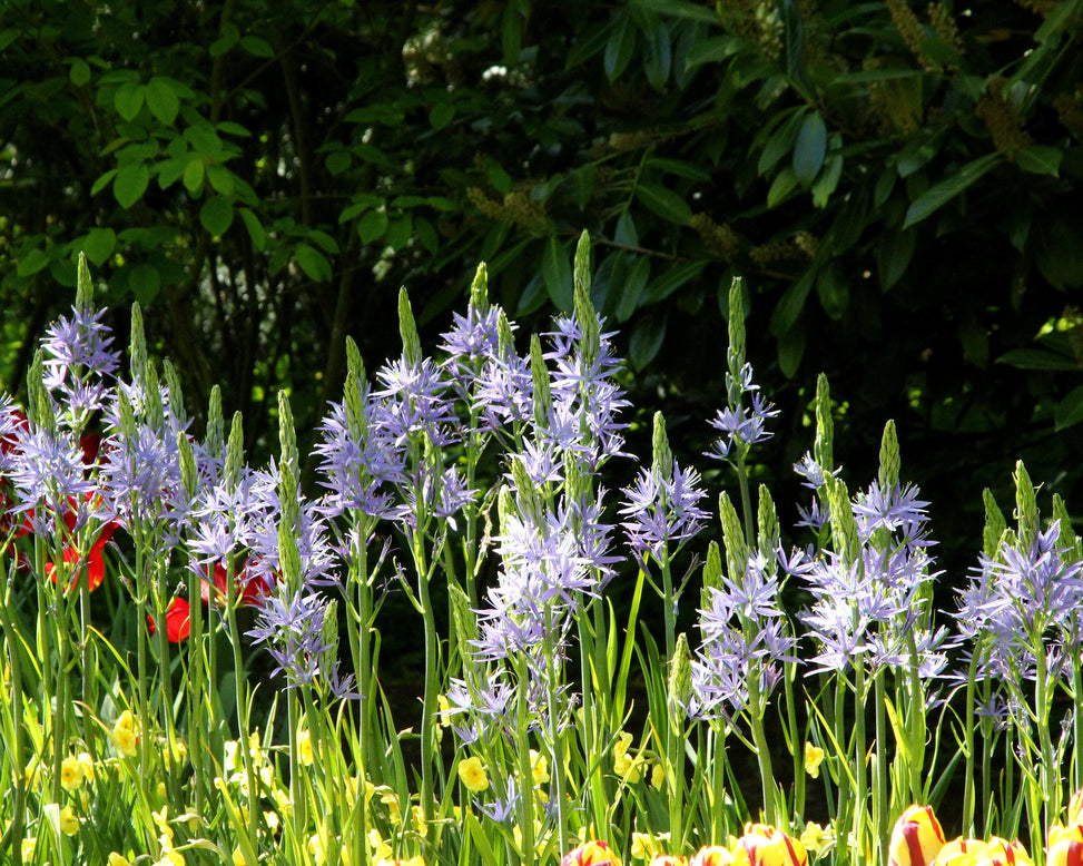 Camassia leichtlinii 'Blue Donau'