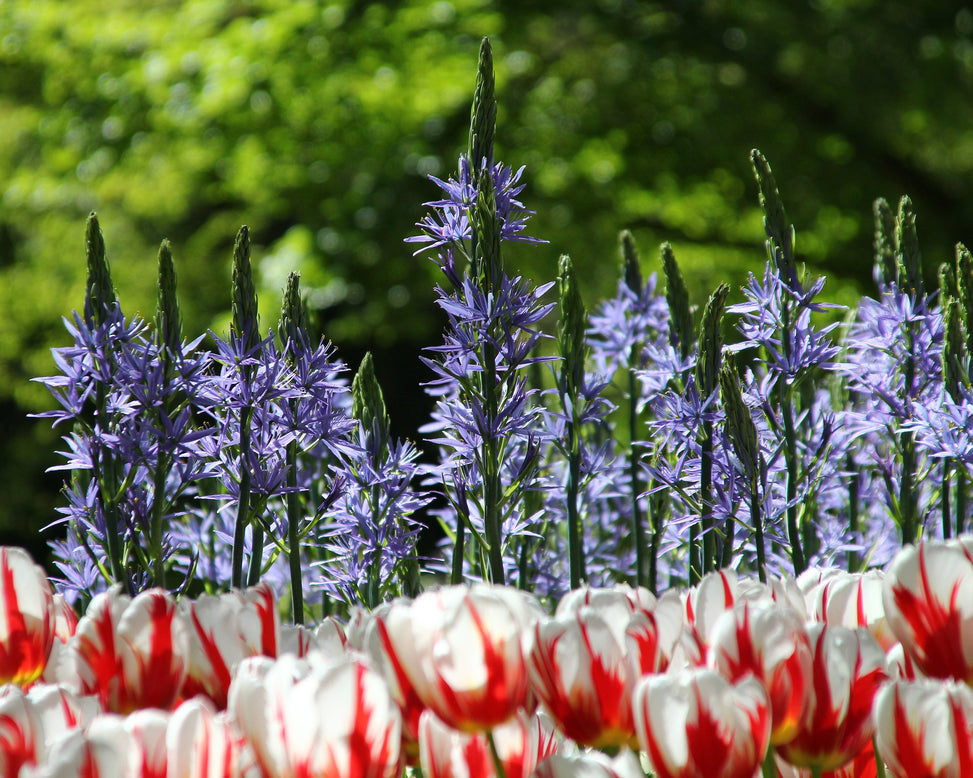 Camassia leichtlinii 'Blue Donau'