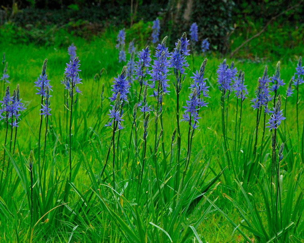 Camassia leichtlinii 'Caerulea'