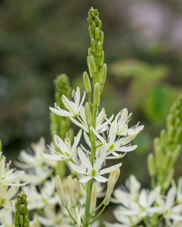 Camassia 'Silk River'