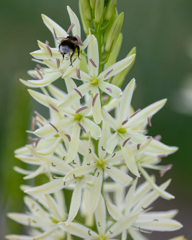 Camassia 'Silk River'