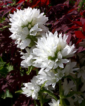 Campanula glomerata var. alba