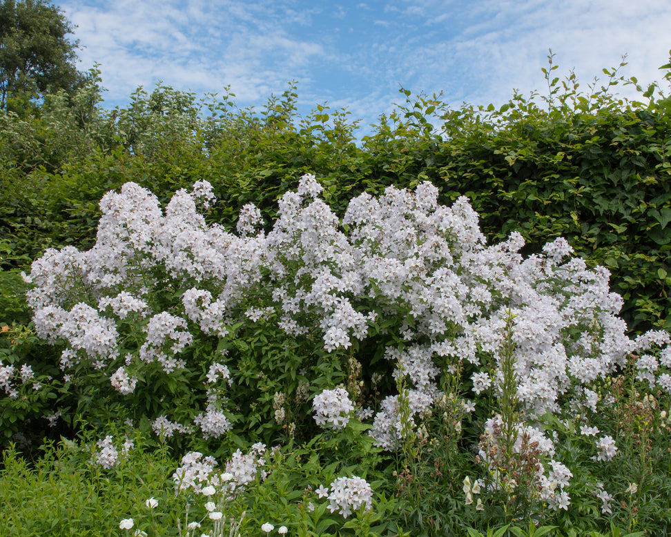 Campanula alba