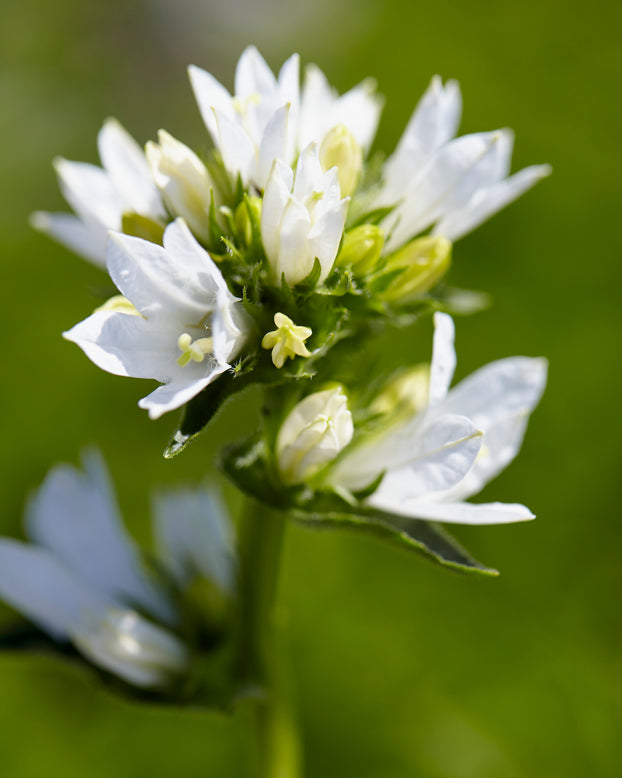Campanula alba