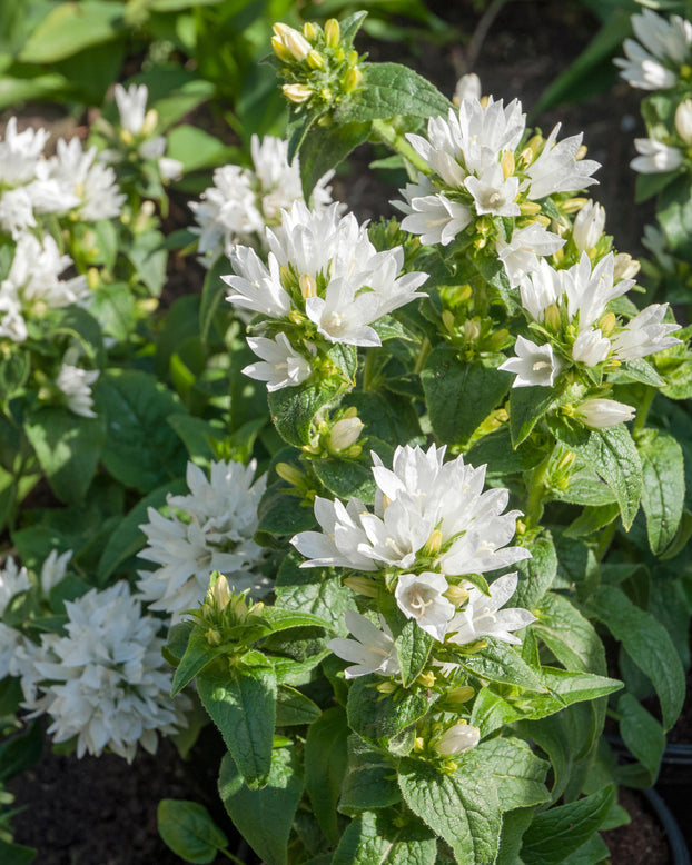 Campanula alba