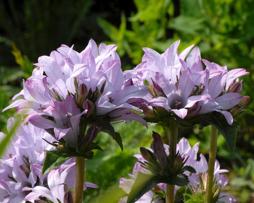 Campanula 'Caroline'