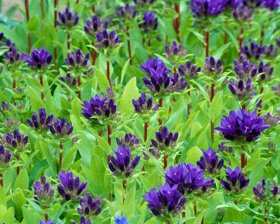 Campanula 'Superba'