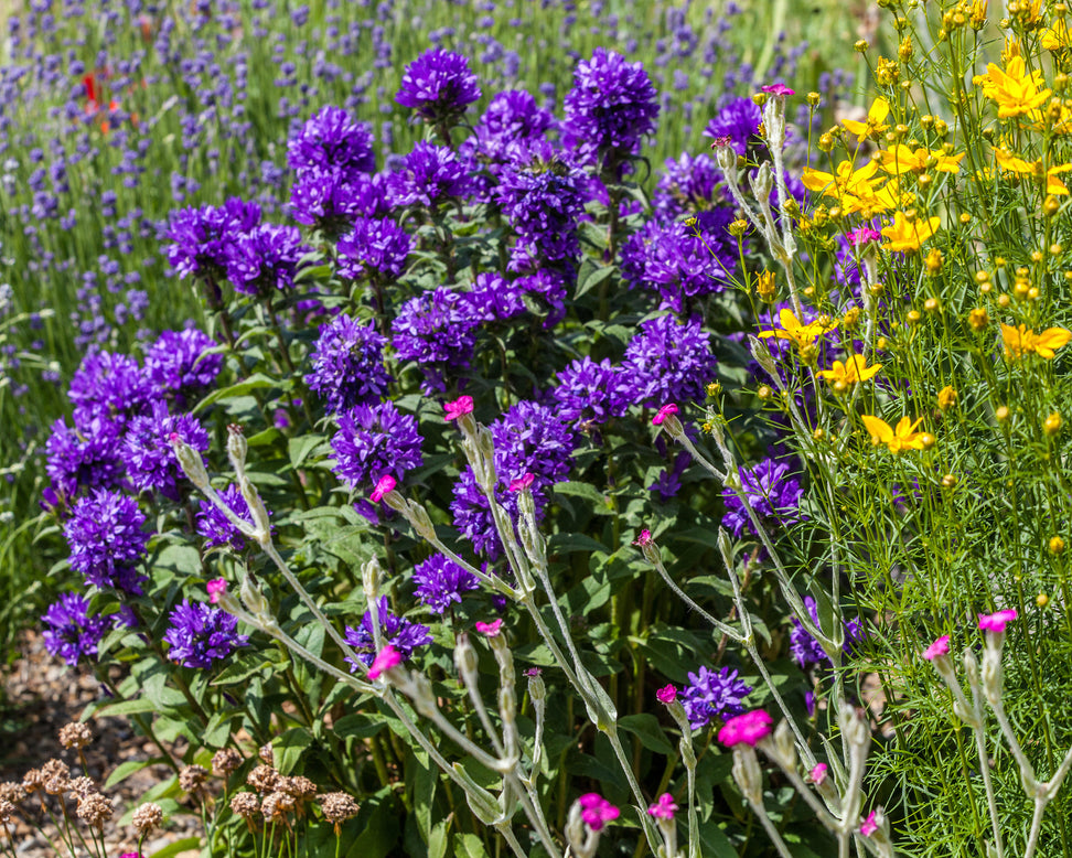 Campanula 'Superba'