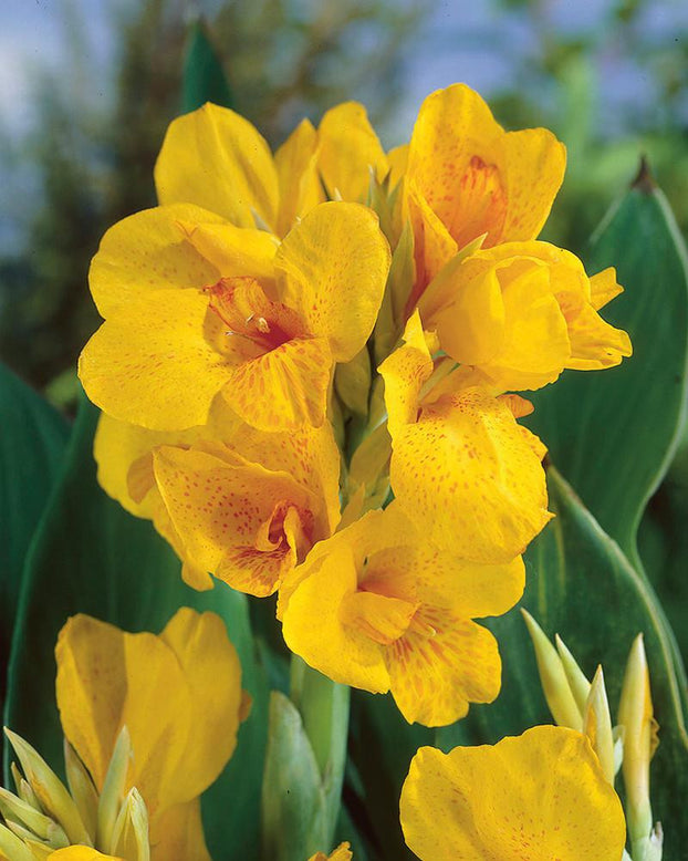 Canna 'Caballero'